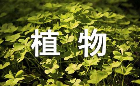 植物考察报告